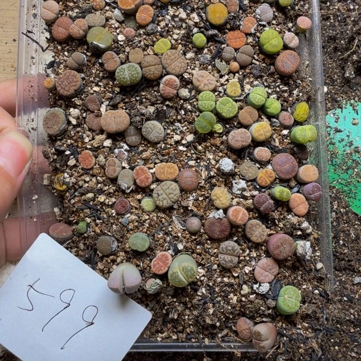 多肉植物的生长599