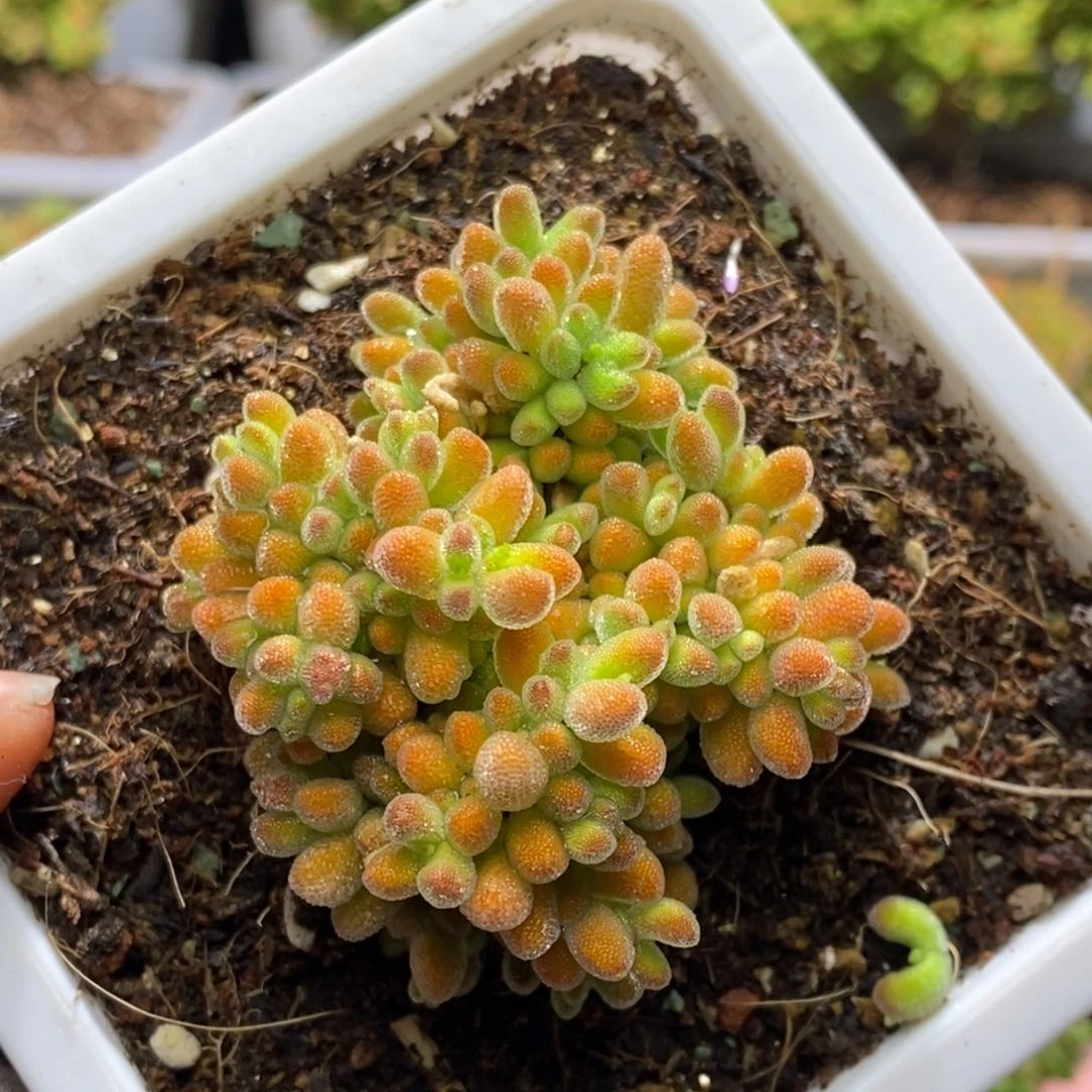 冰晶杂枝干番杏D368