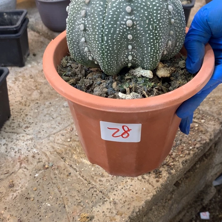 海星兜28号。。。。。。。。。