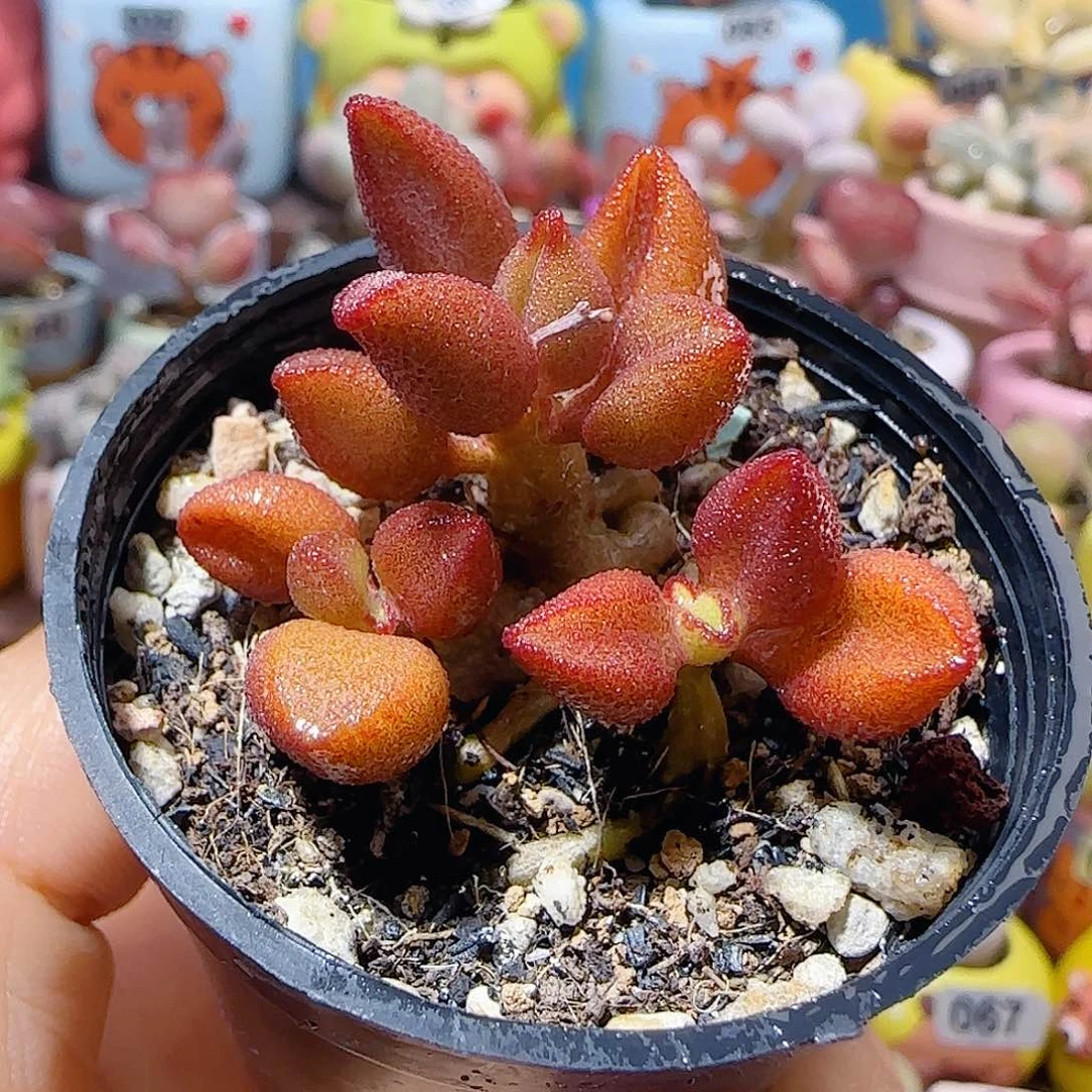 T水泡小红嘴盆口5cm