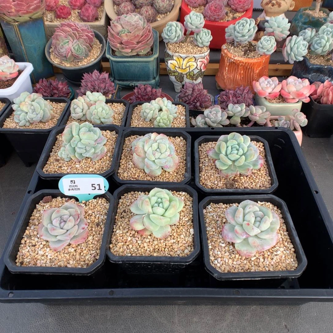 依****豆51 冰玉石化多肉