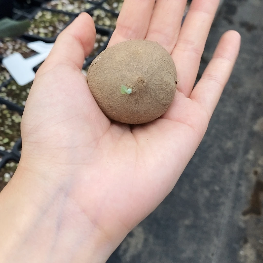 去***条素可泰一物一拍不包叶损