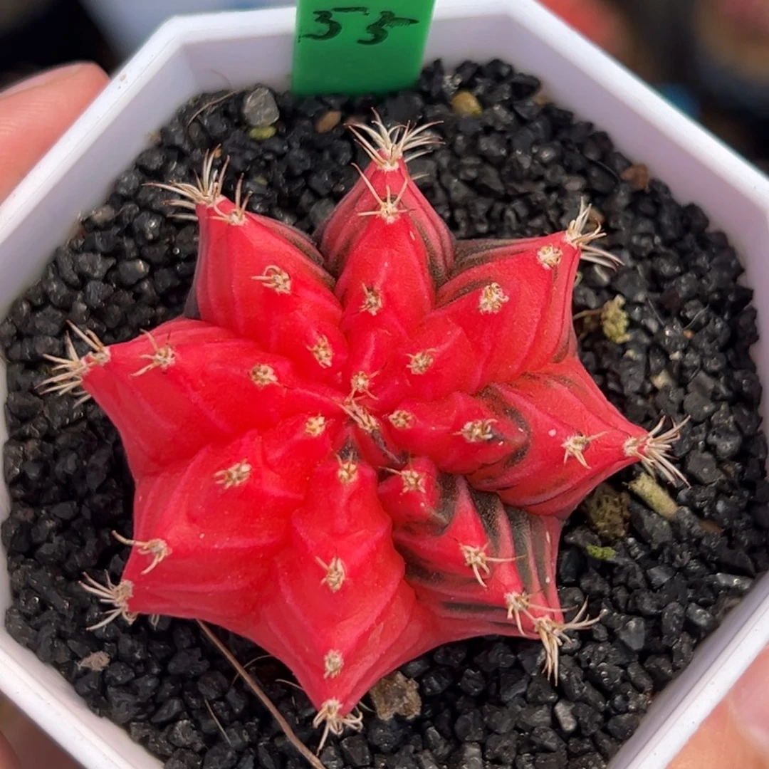 泰系实生米哈锦H55