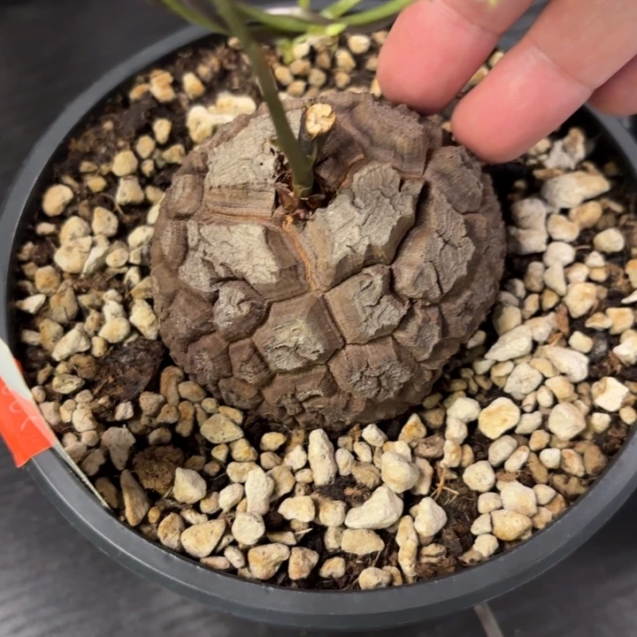 1548南非龟甲龙带盆