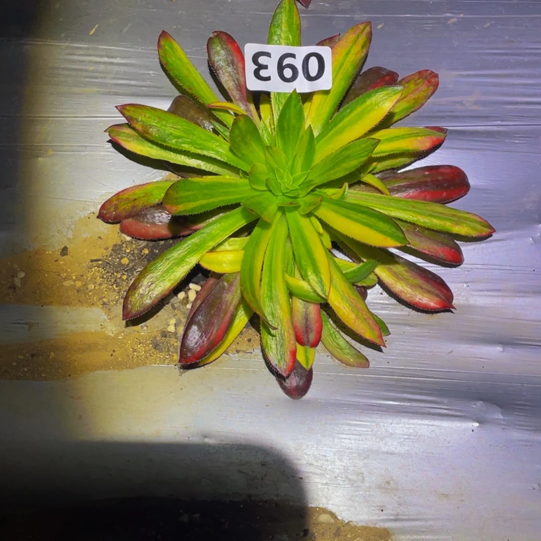 孔雀七彩多肉多肉植物093