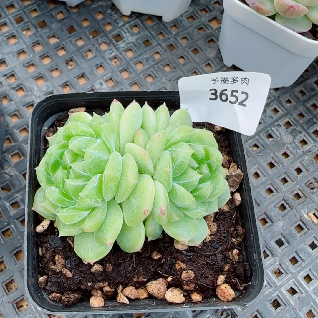 泼天富贵，3652多肉植物