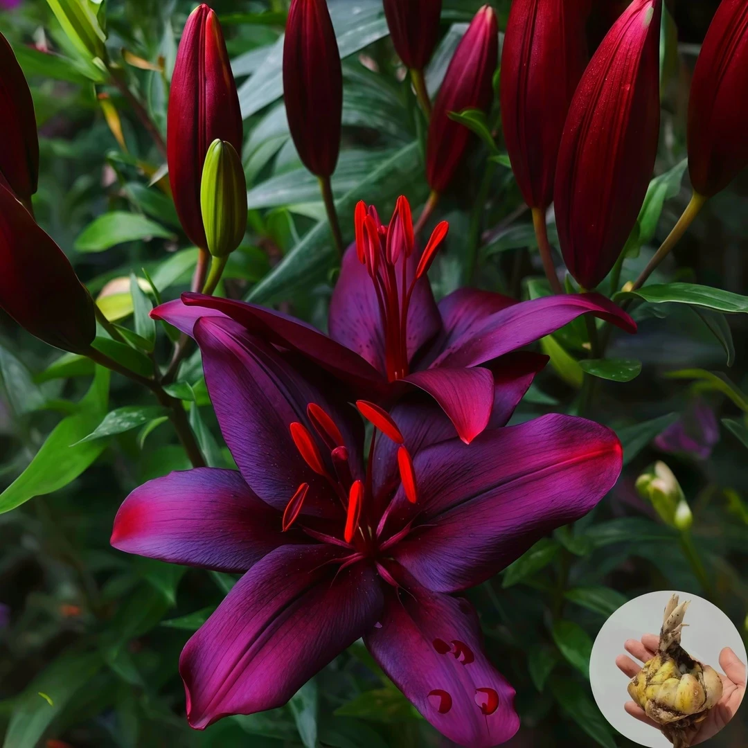 【黑魔术百合】不对包赔种球易活百合花四季重瓣香水百合花盆栽进口