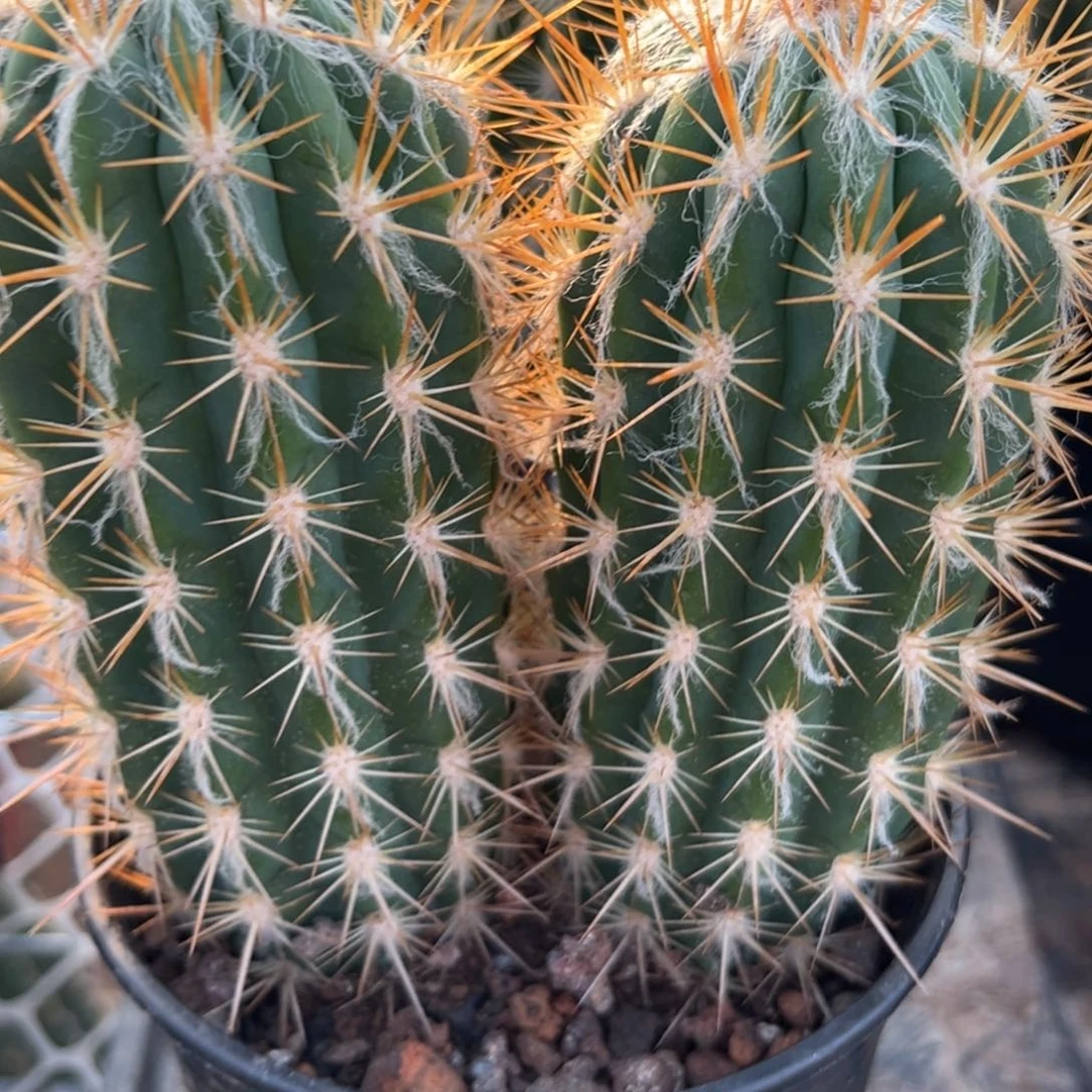 假***艺零零落落 零零落落