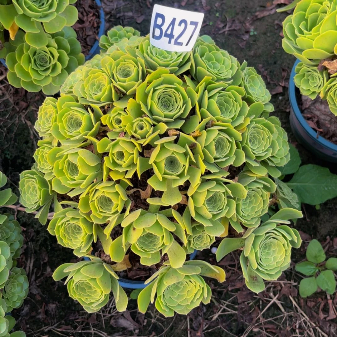 绿杨蓉13//10包邮