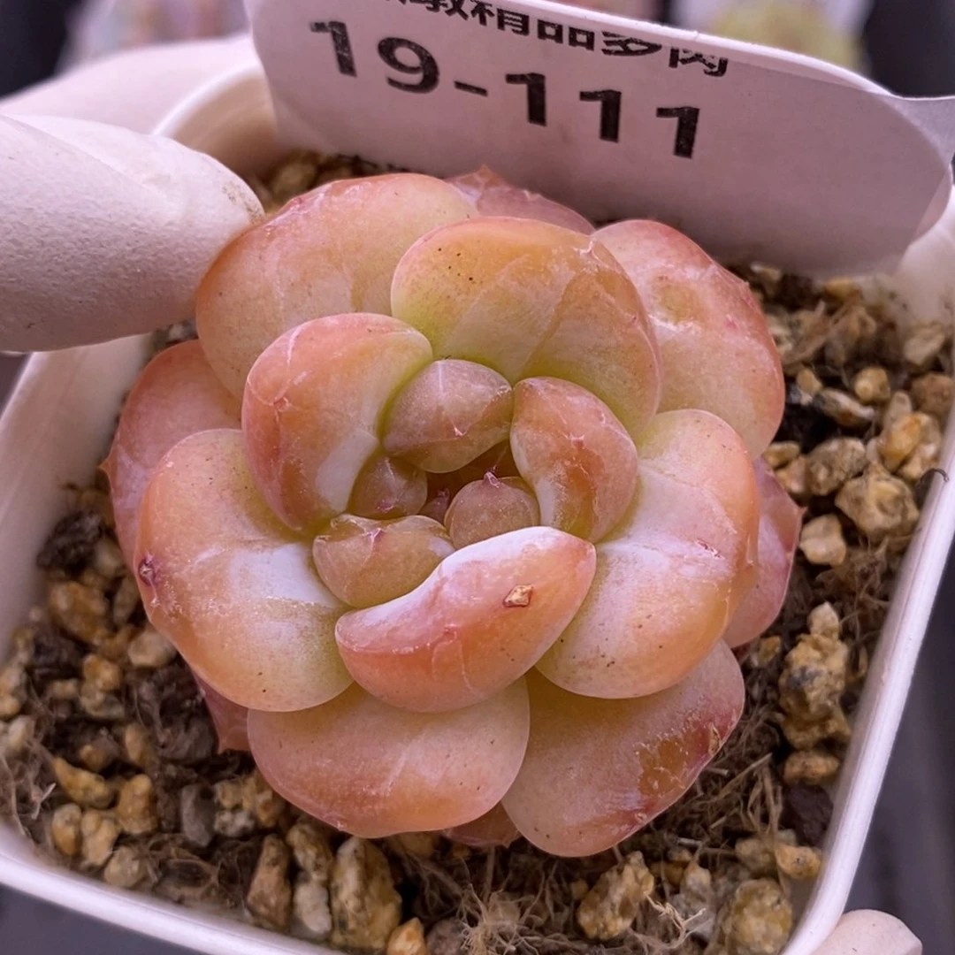 【闪购商品】19-111