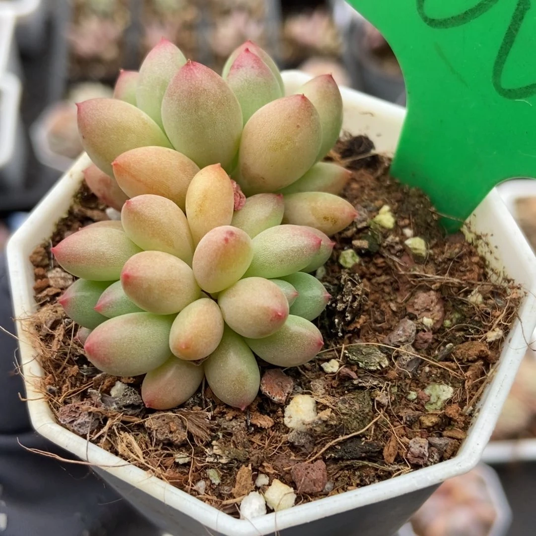 100萤火虫多肉植物