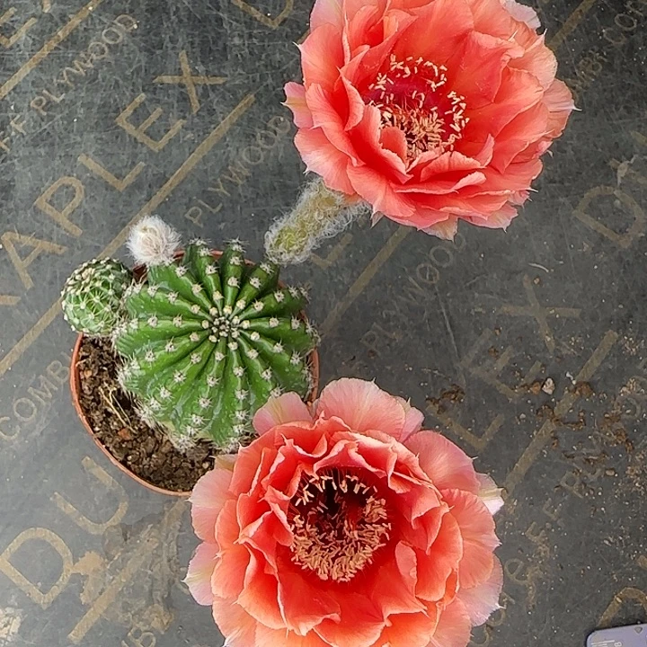 爱***球雅森实生花色球球球