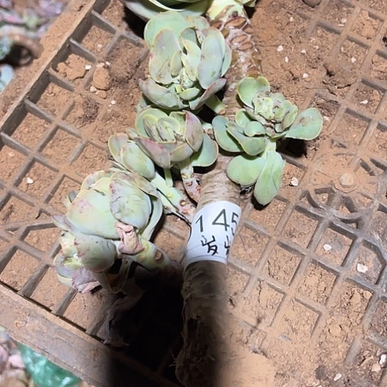 岁***澜云南发货白凤老桩00145号