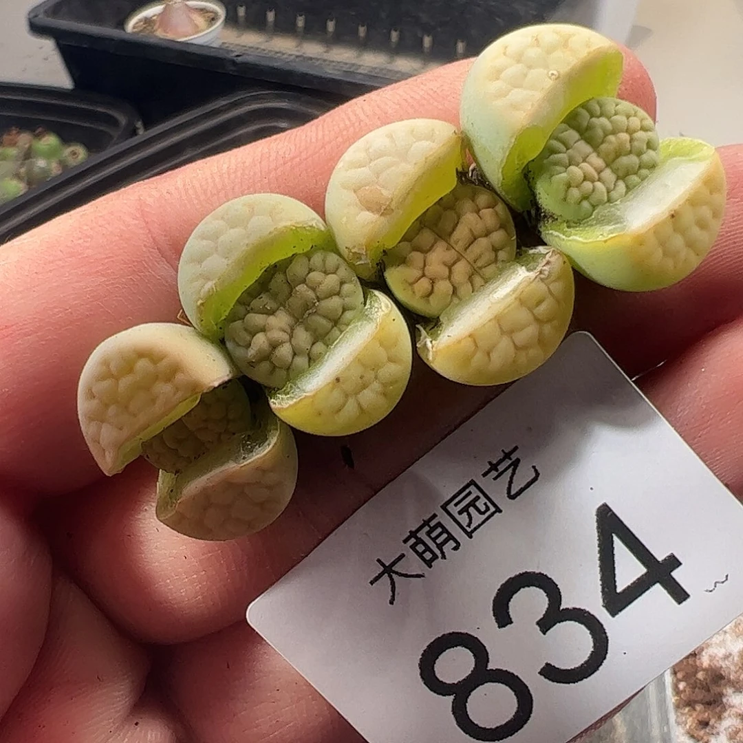 一物一拍。      834