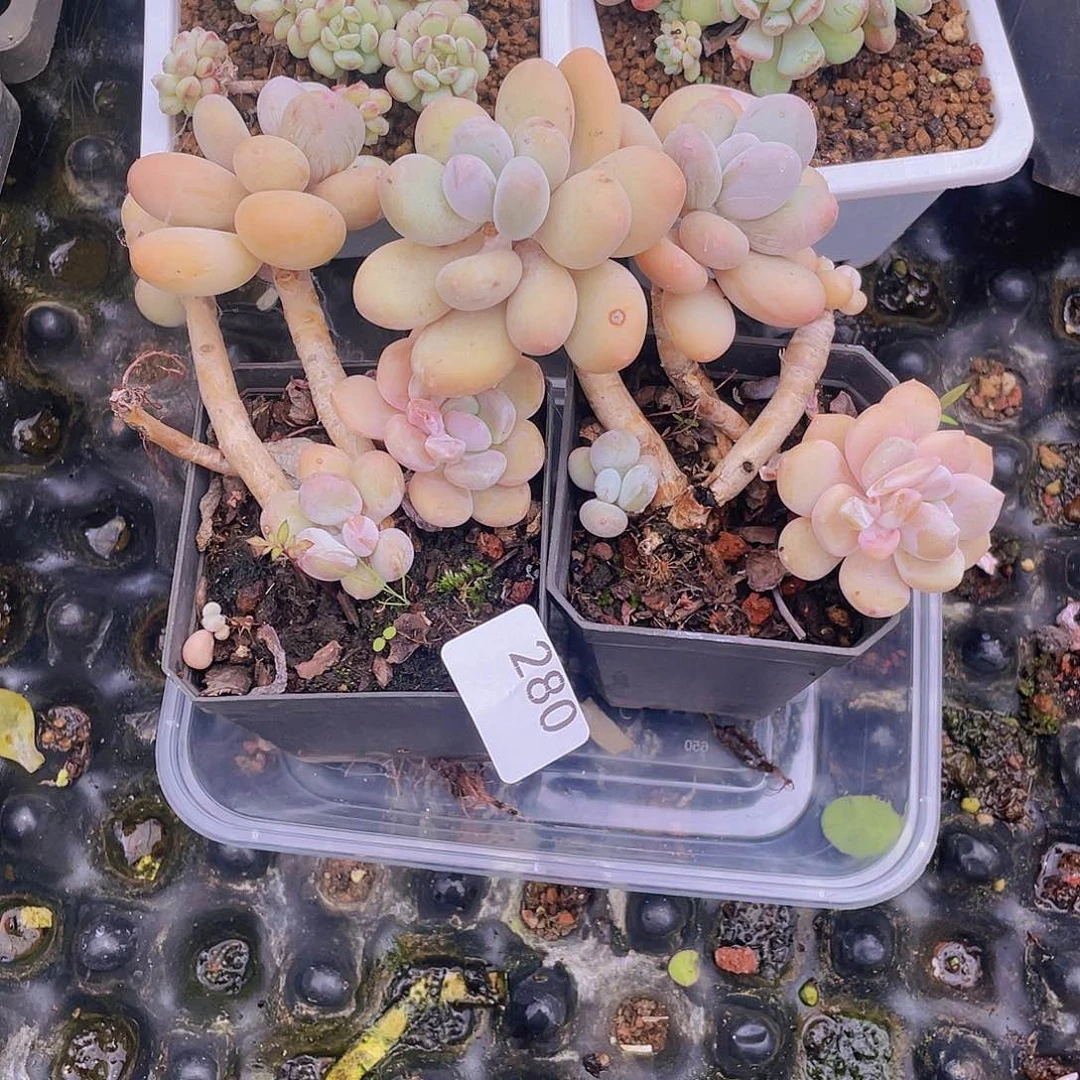 280。   蛋黄奶。