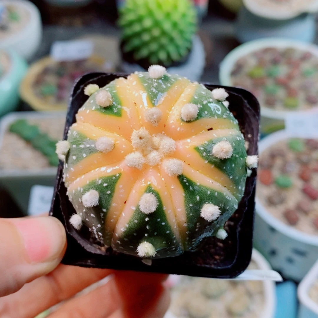 Z***z生石花花花花花花198