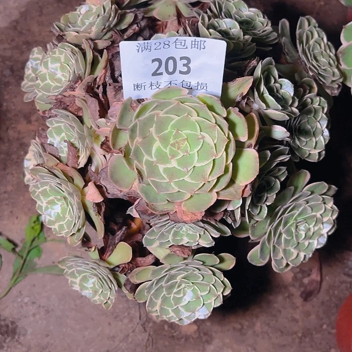 203粉花妖多肉植物