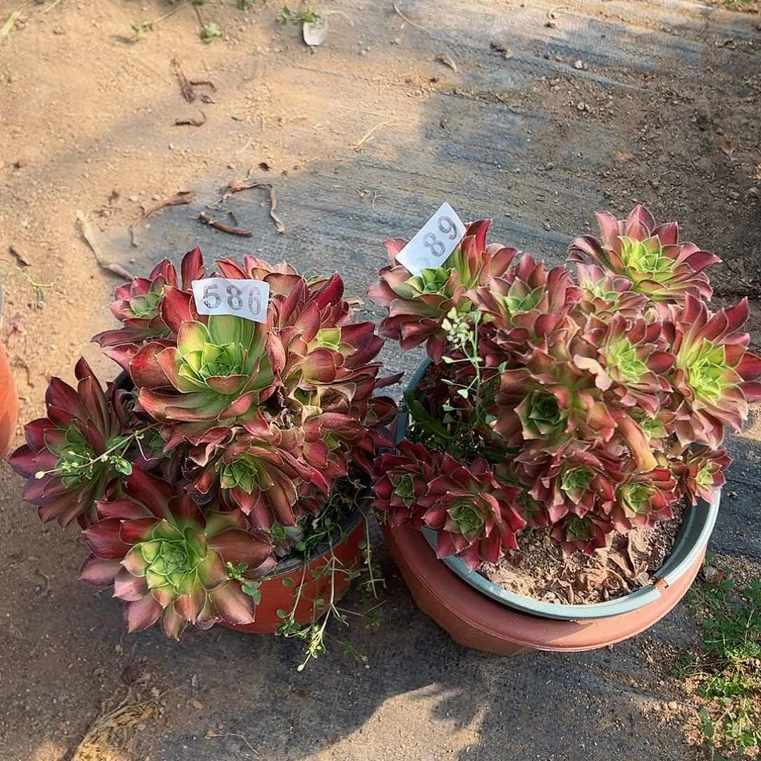 紫砂茶宠有断枝韶华2个586号589号