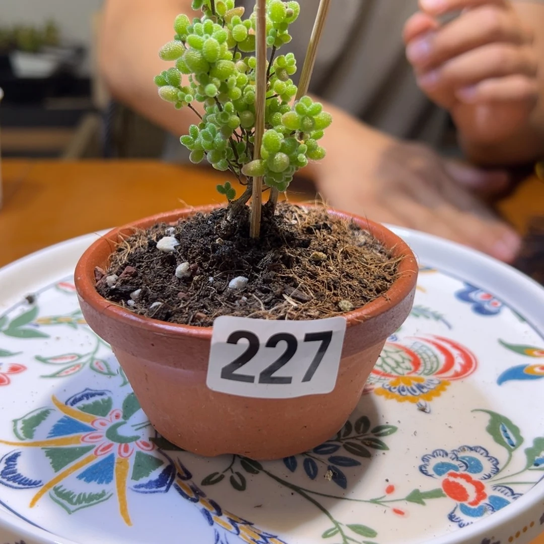 红陶盆227号框加蜜橘2个
