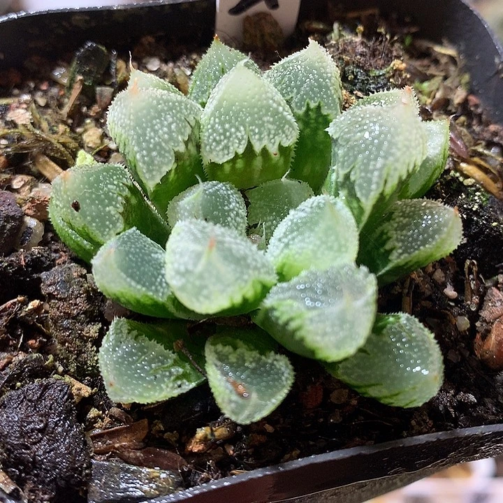 21号全窗白帝城一物一拍