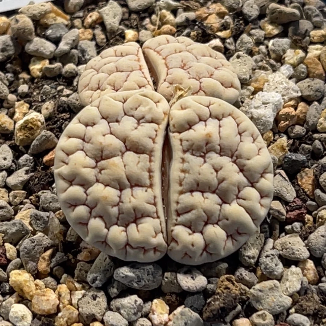 5492双头白底1891