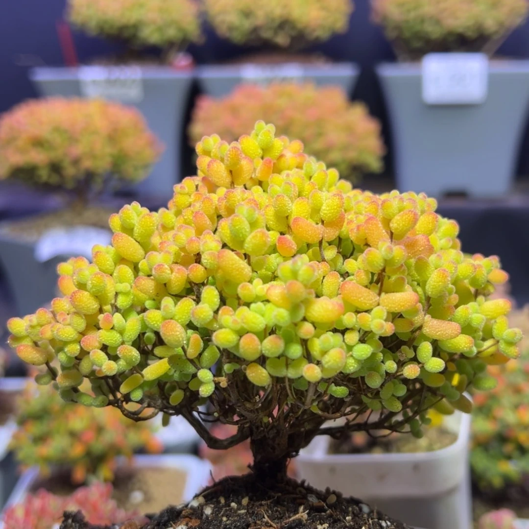 【闪购商品】e560老桩金桔搬棚福福价冠幅11cm