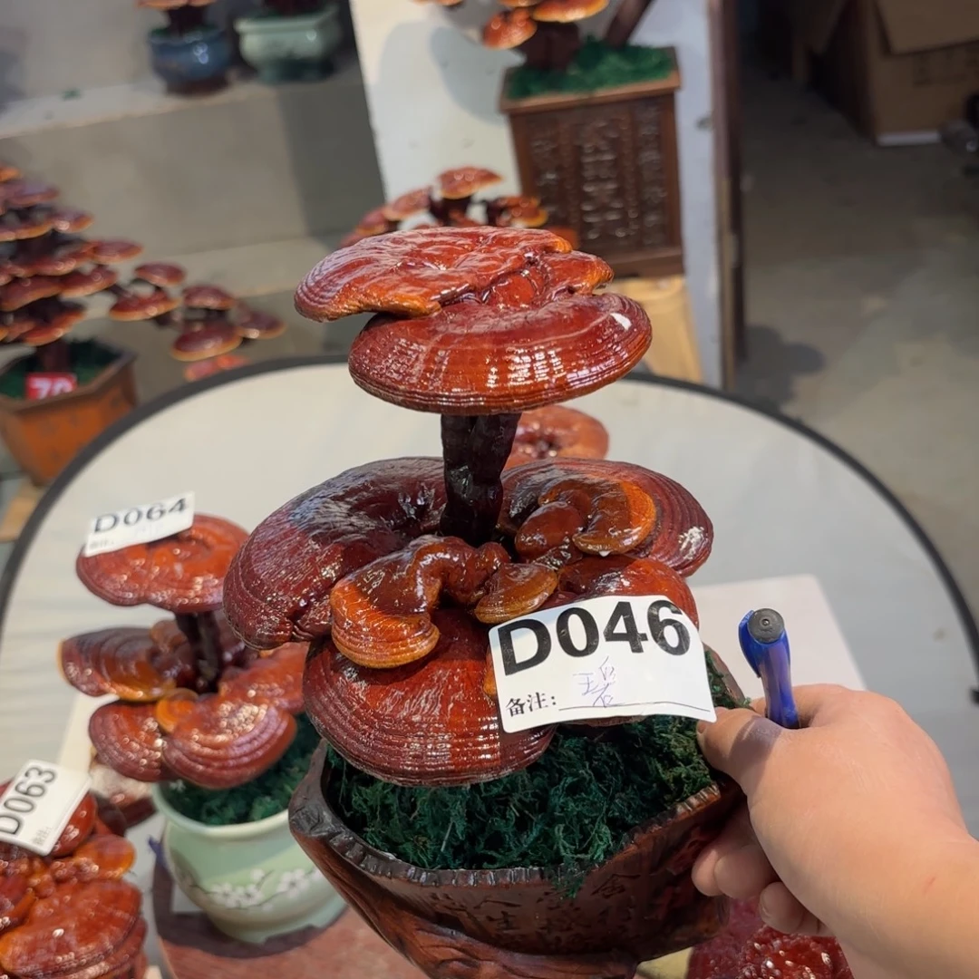 碧***灵芝88888888888888
