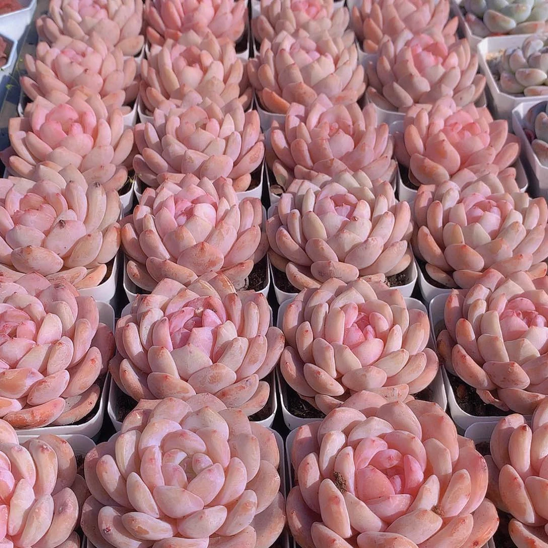 天使橙245567788999900