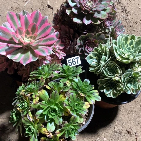 567四颗法师多肉植物