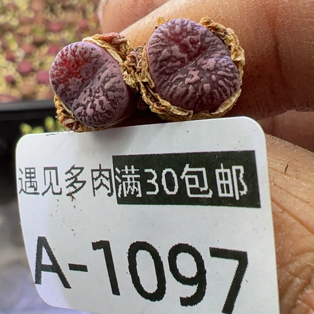 多肉植物11111111111111