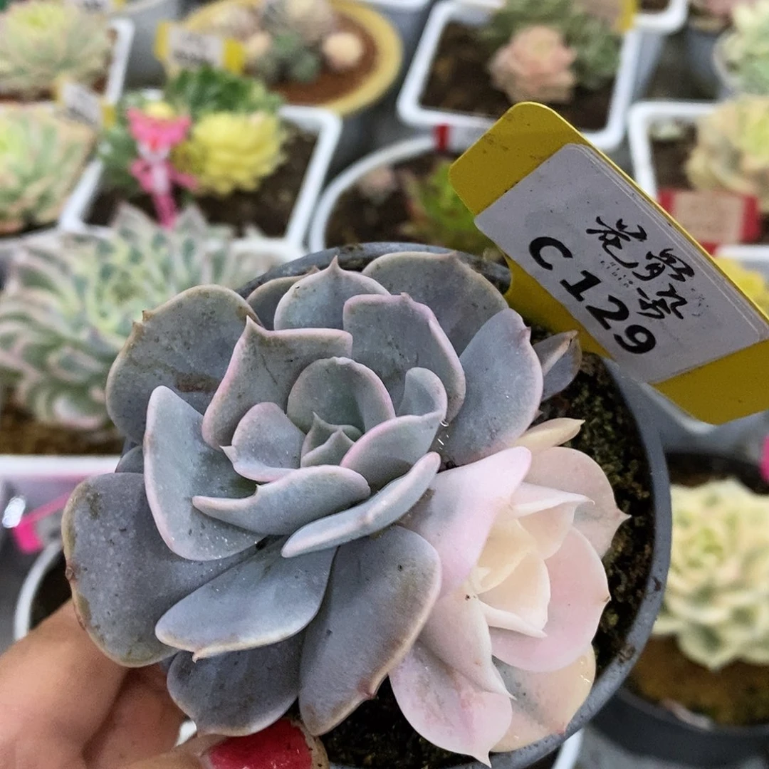 129哈哈哈哈哈哈哈