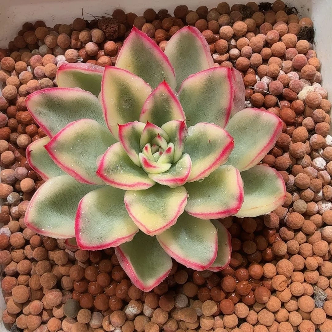 阿斯娜锦，多肉植物