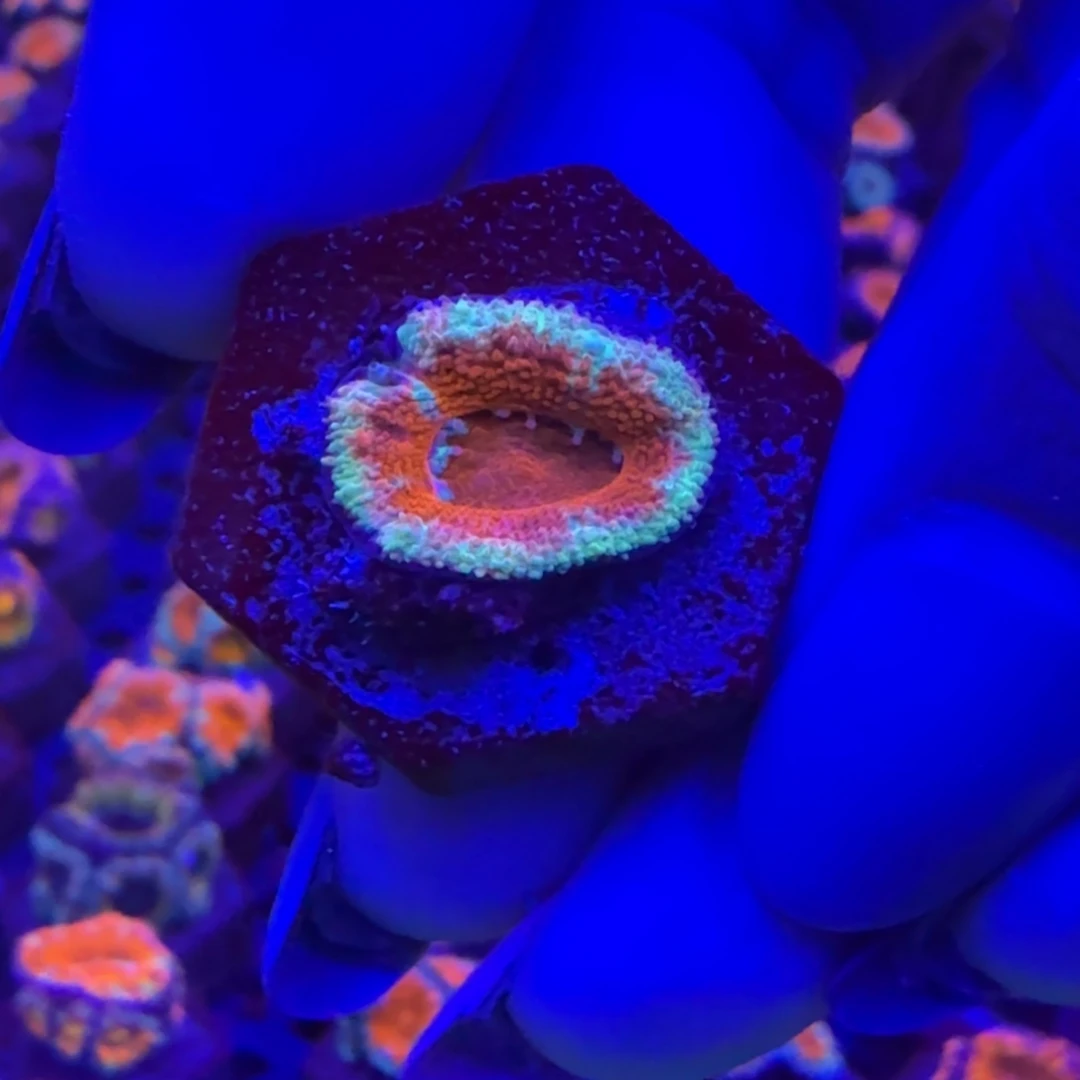 菇珊瑚澳洲糖果脑