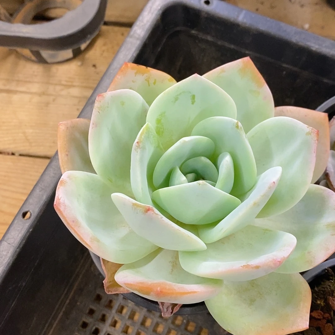 团。奶茶。福利多多