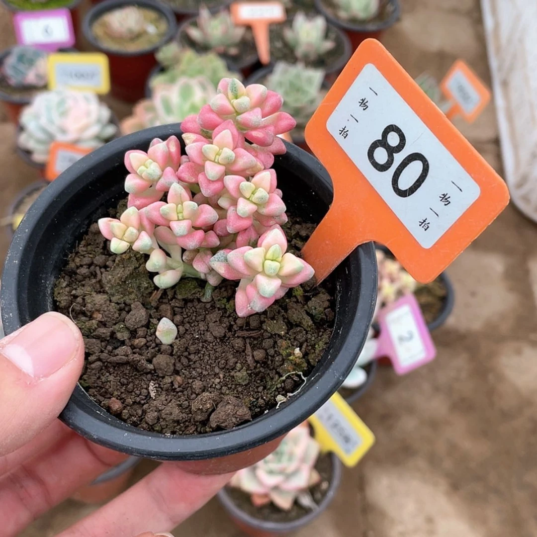 【闪购商品】时*80号的