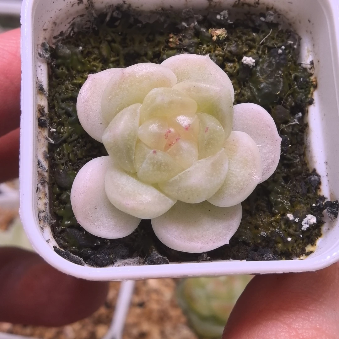 财富5多肉一物一拍