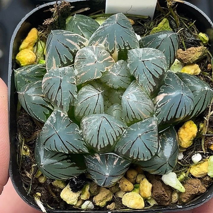 41变异龙爪玉露锦