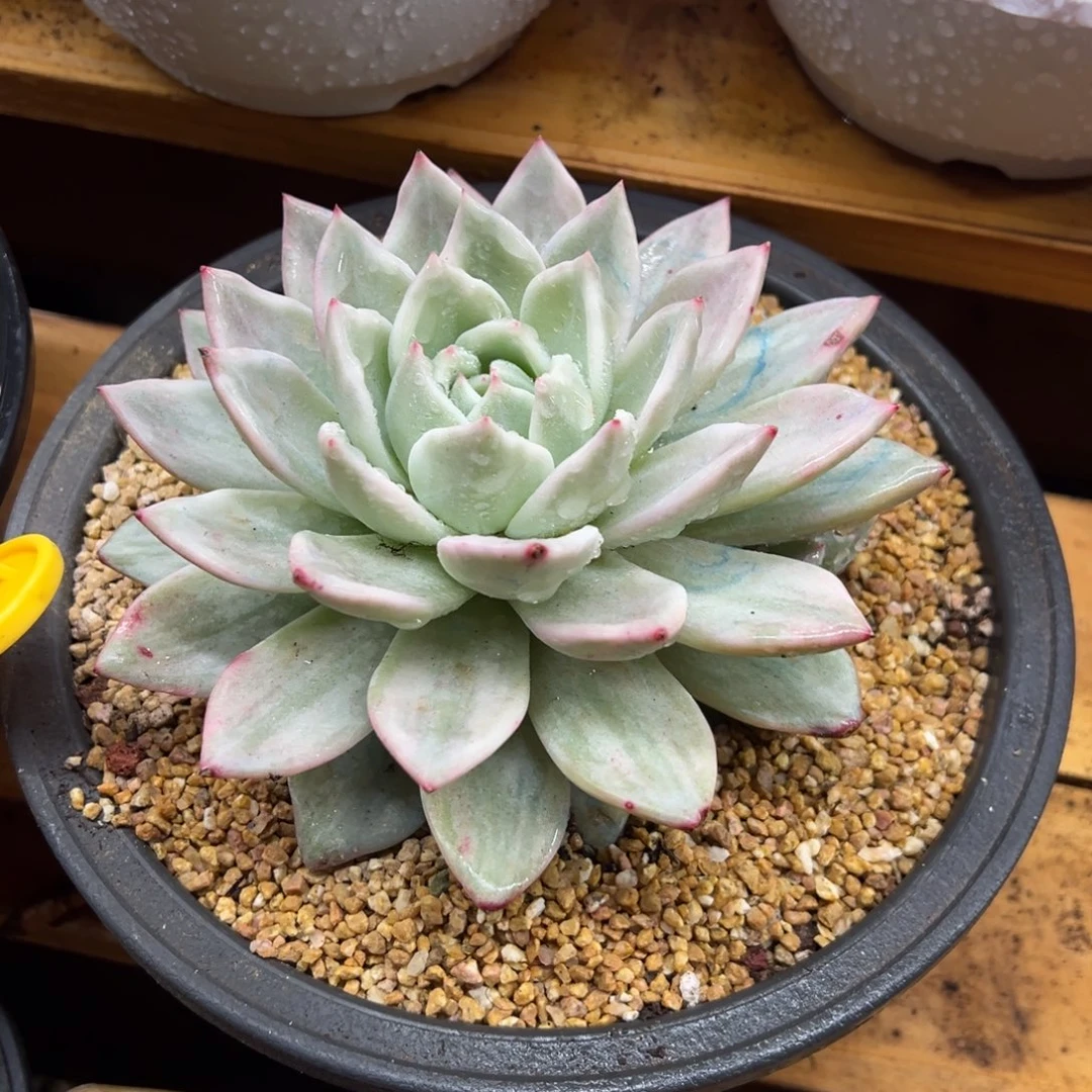 香槟锦 带侧芽 夏鸣园艺