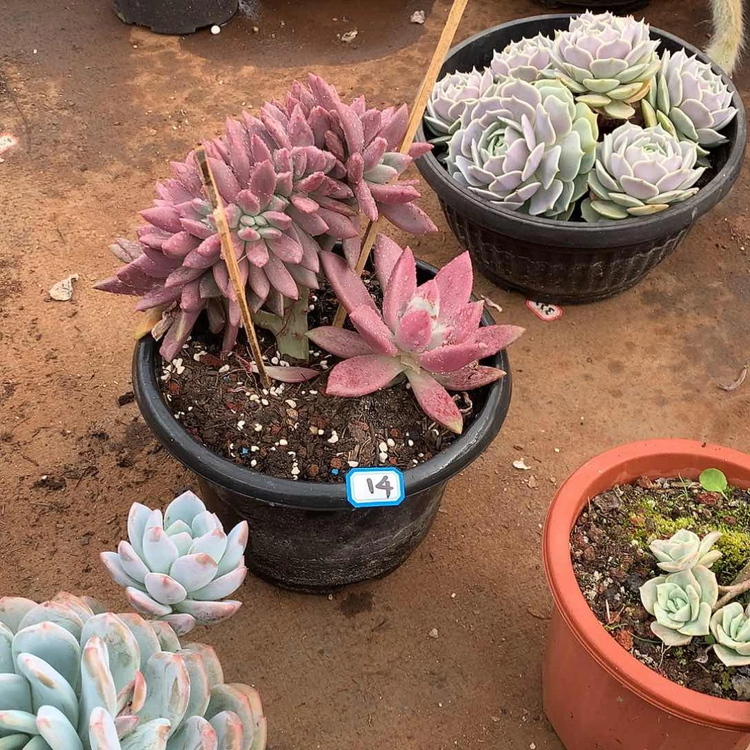一物一拍多肉 14桃花源缀化
