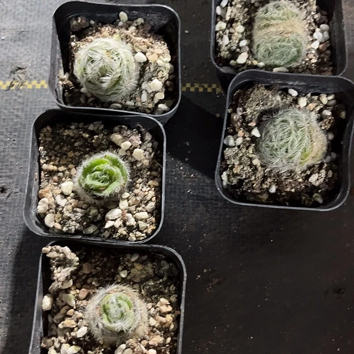 月光宝盒带盆土发