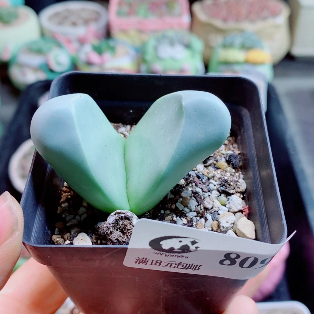 生石花花花花花花花809