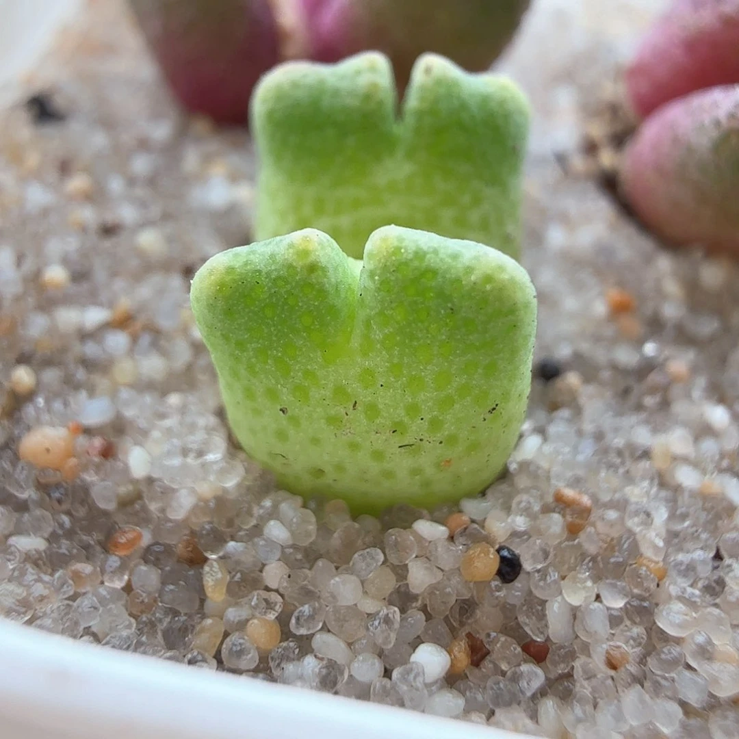 2.21.29/鹿角斑马双头/多肉植物