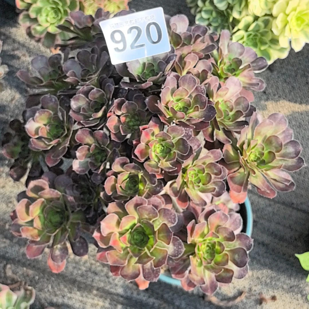 920晚霞中班花花3-22
