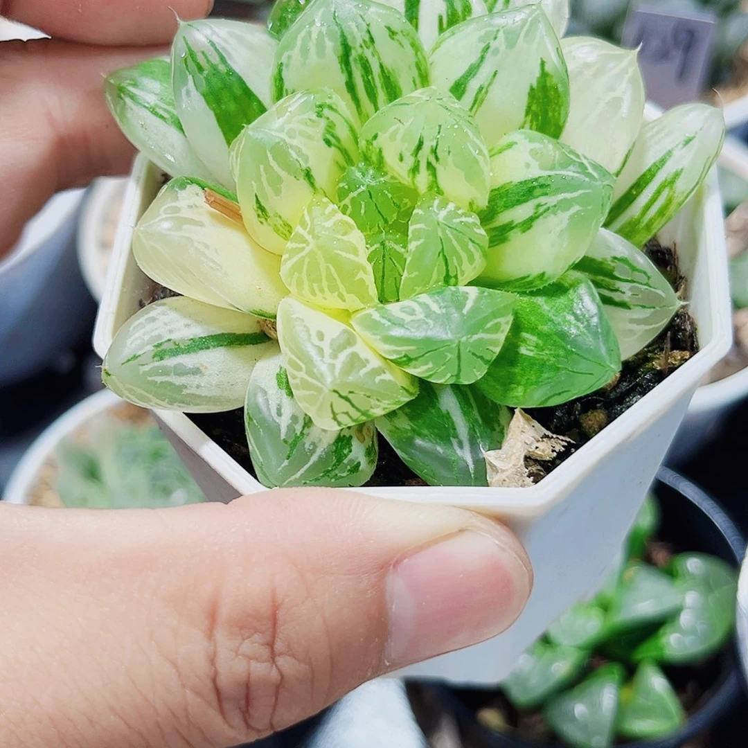 好看的玉露锦系列