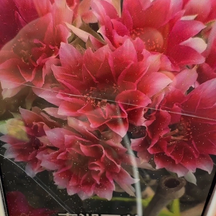 261丽花水花歪3公分左右无根侧牙，20包邮