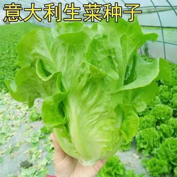 生菜意大利全年生菜王爽脆种子发芽蔬菜阳台种植奶油苗播种