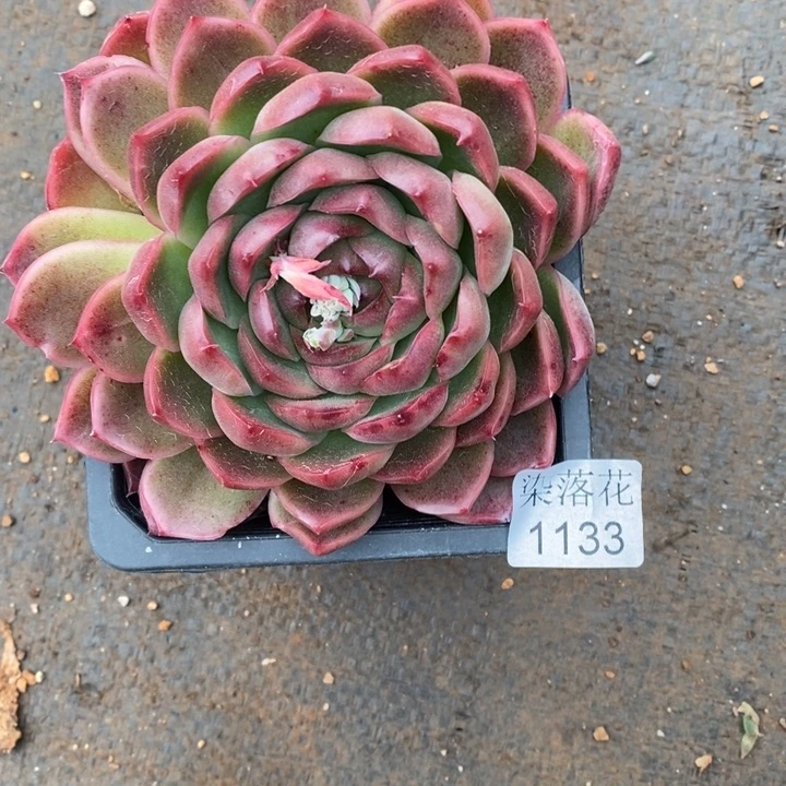 陆*子精品多肉植物 1133开花价