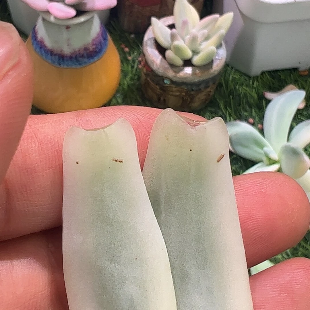 请***字多肉植物多肉植物