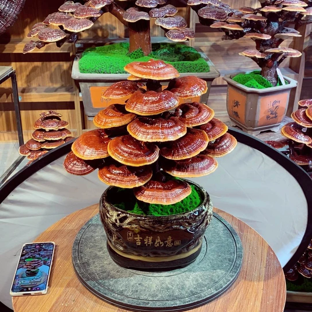 发财树的发财树的