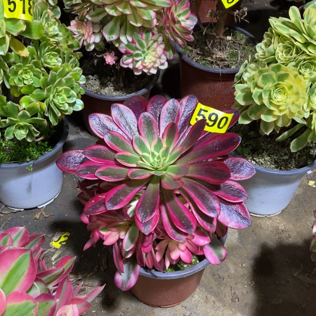 美杜莎多肉法师590